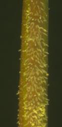 Cardamine coronata. Silique hairs.
 Image: P.B. Heenan © Landcare Research 2019 CC BY 3.0 NZ